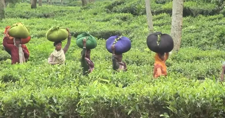 চা বাগান থেকে চা তুলে নিয়ে যাওয়া হচ্ছে